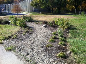 Greenscout Rain Gardens at Ashbury Greenway