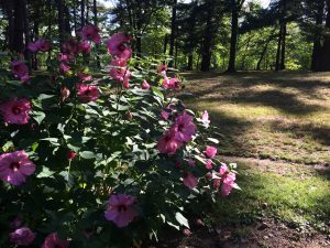 Raingardens 101 for Home Landscapes