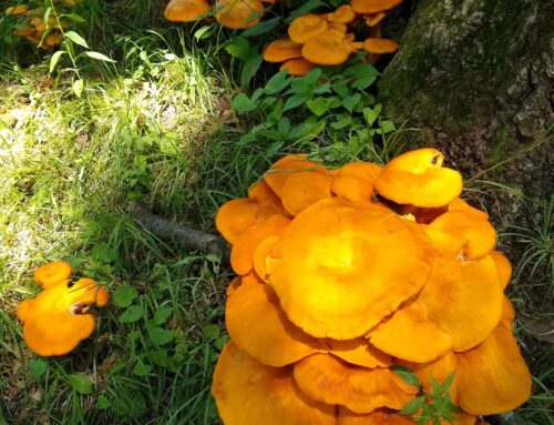 Doan Brook iNaturalist