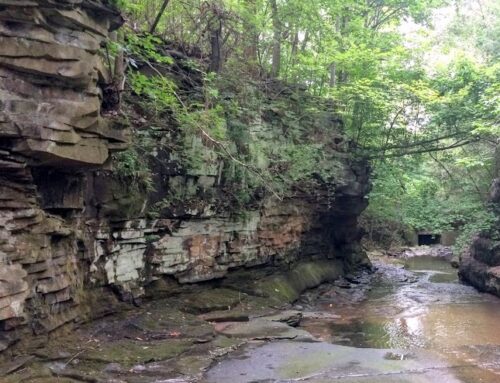 Nine Mile Creek Cleanup