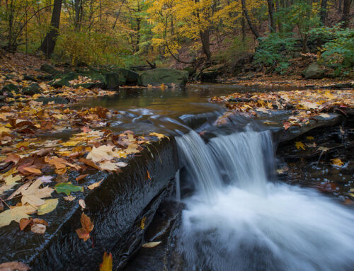 Doan Brook Photography Hike