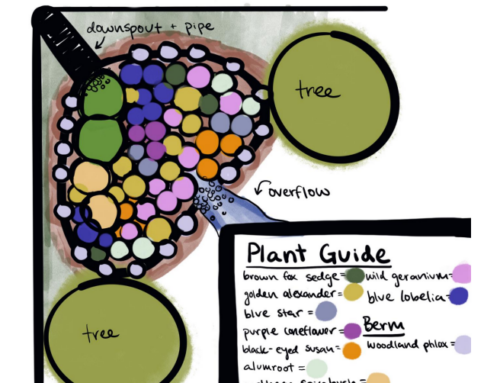 Rice Library Rain Garden